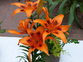 Foto: Dr. Peter Müller